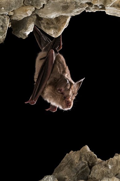 Ferro di cavallo maggiore - Greater horseshoe bat (Rhinolophus ferrumequinum)