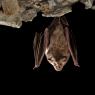 Ferro di cavallo maggiore - Greater horseshoe bat (Rhinolophus ferrumequinum)