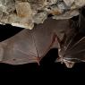 Ferro di cavallo maggiore - Greater horseshoe bat (Rhinolophus ferrumequinum)