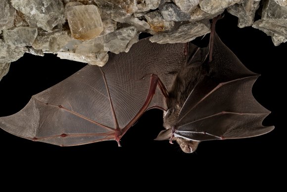 Ferro di cavallo maggiore - Greater horseshoe bat (Rhinolophus ferrumequinum)