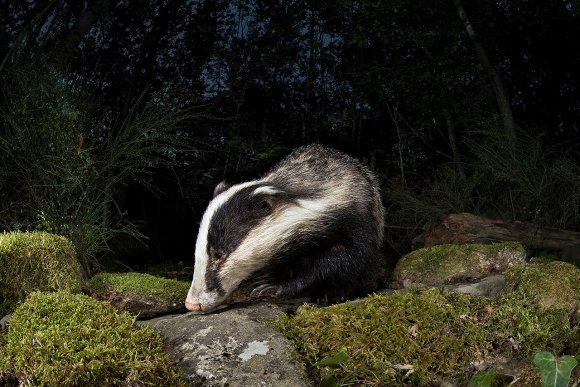 Tasso - European badger