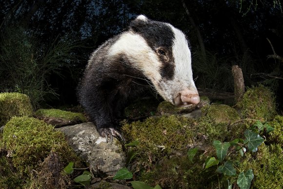 Tasso - European badger