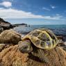 Testuggine marginata - Marginated tortoise (Testudo marginata)