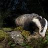 Tasso - European badger