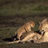 Leone - Lion (Panthera leo)