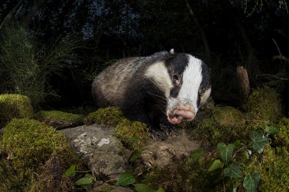 Tasso - European badger