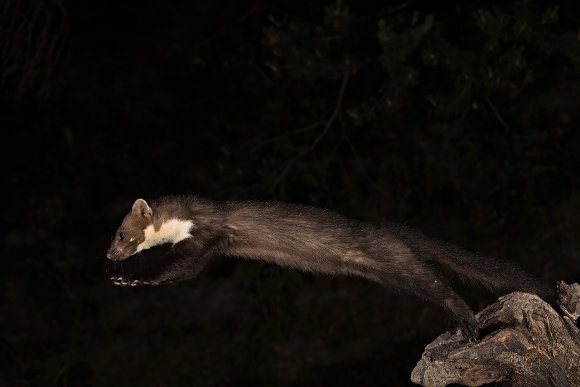 Faina - Stone marten (Martes foina)