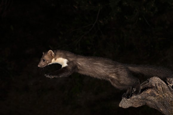 Faina - Stone marten (Martes foina)