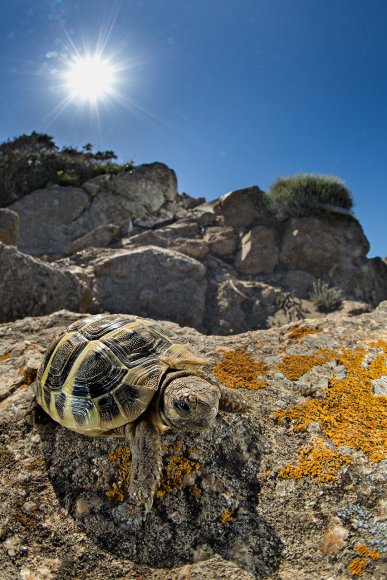 Testuggine marginata - Marginated tortoise (Testudo marginata)