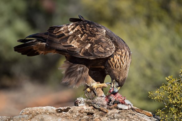 Aquila reale - Golden Eagle  (Aquila chrysaetos)