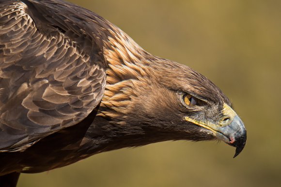 Aquila reale - Golden Eagle  (Aquila chrysaetos)