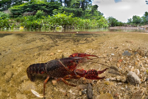 Gambero rosso - Red swamp crayfish