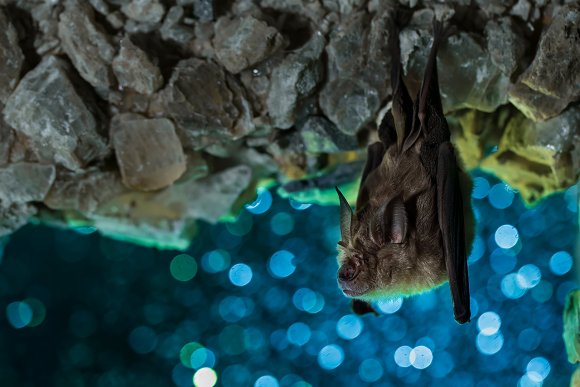 Ferro di cavallo maggiore - Greater horseshoe bat (Rhinolophus ferrumequinum)
