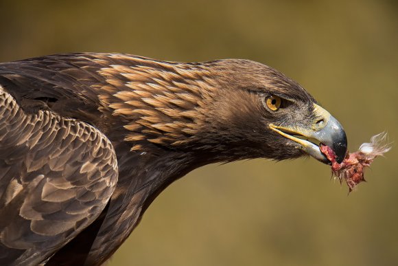 Aquila reale - Golden Eagle  (Aquila chrysaetos)