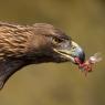 Aquila reale - Golden Eagle  (Aquila chrysaetos)