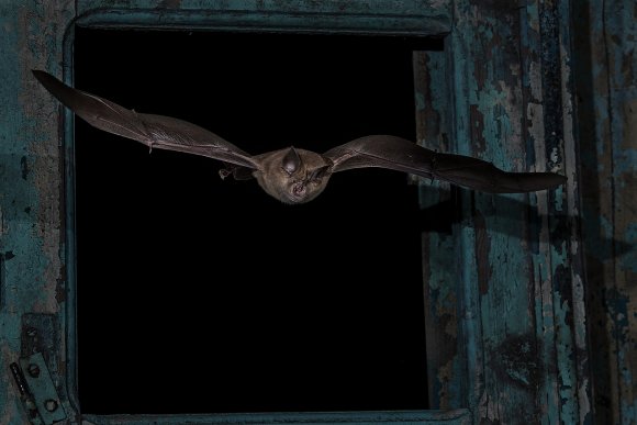 Ferro di cavallo maggiore - Greater horseshoe bat