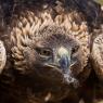 Aquila reale - Golden Eagle  (Aquila chrysaetos)