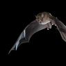 Ferro di cavallo maggiore - Greater horseshoe bat