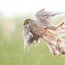 Gheppio - Common Kestrel