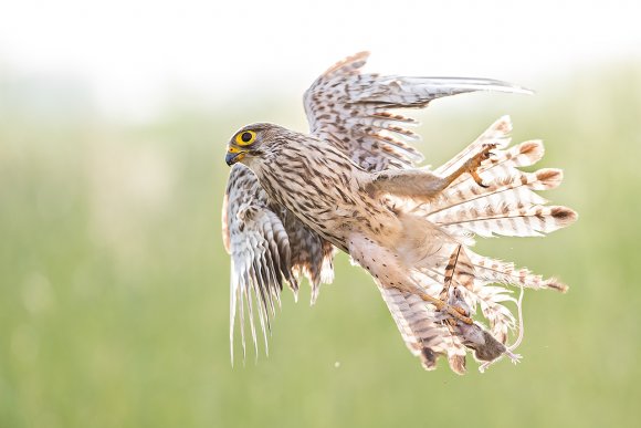 Gheppio - Common Kestrel