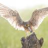 Gheppio - Common Kestrel