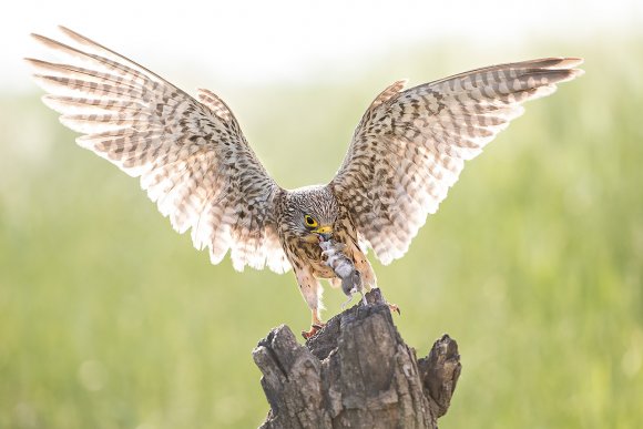 Gheppio - Common Kestrel