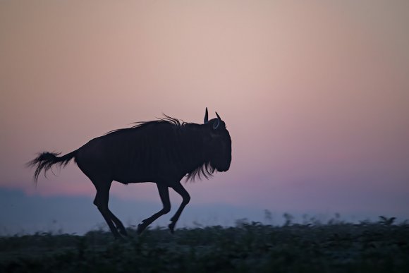 Gnu