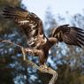 Aquila reale - Golden Eagle  (Aquila chrysaetos)