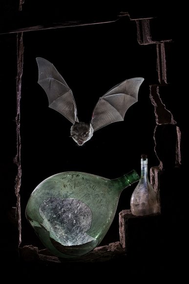 Ferro di cavallo maggiore - Greater horseshoe bat