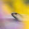 Orbettino - Slow worm (Anguis fragilis)