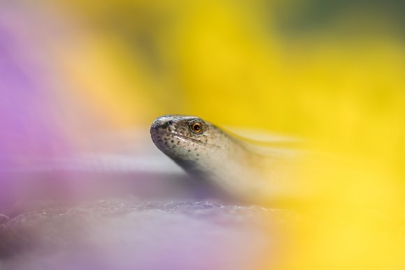 Orbettino - Slow worm (Anguis fragilis)