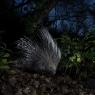 Istrice - Crested porcupine (Hystrix cristata)