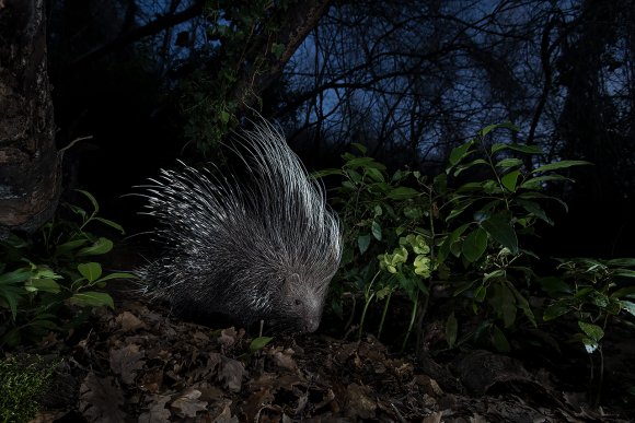 Istrice - Crested porcupine (Hystrix cristata)