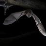 Ferro di cavallo maggiore - Greater horseshoe bat