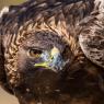 Aquila reale - Golden Eagle  (Aquila chrysaetos)