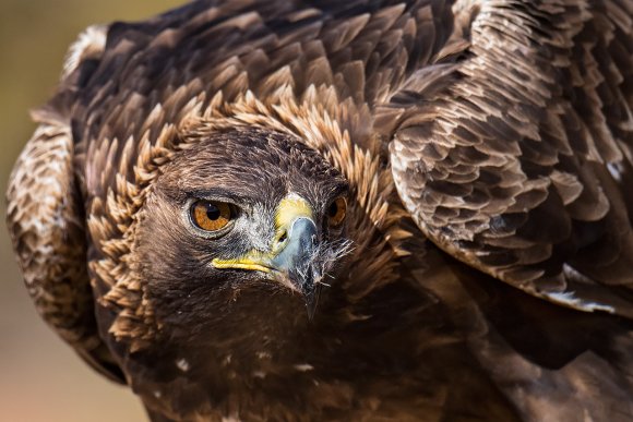 Aquila reale - Golden Eagle  (Aquila chrysaetos)