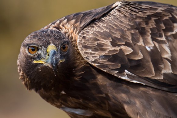 Aquila reale - Golden Eagle  (Aquila chrysaetos)