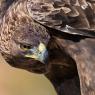 Aquila reale - Golden Eagle  (Aquila chrysaetos)