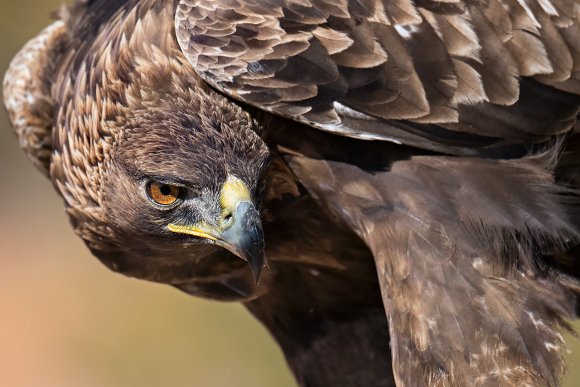 Aquila reale - Golden Eagle  (Aquila chrysaetos)