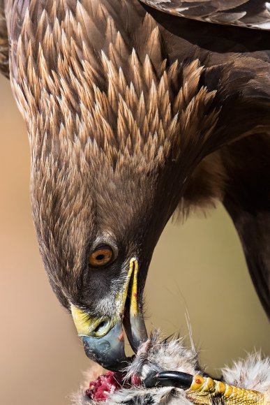 Aquila reale - Golden Eagle  (Aquila chrysaetos)