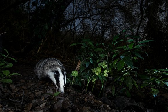 Tasso - European badger (Meles meles)