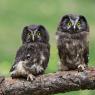 Civetta capogrosso - Boreal owl (Aegolius funereus)