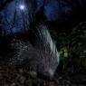 Istrice - Crested porcupine (Hystrix cristata)