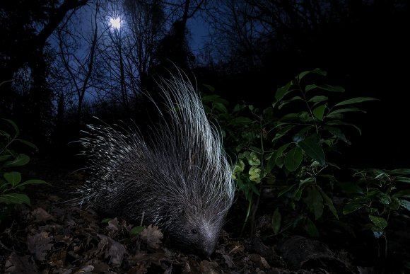 Istrice - Crested porcupine (Hystrix cristata)