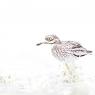 Occhione - Stone Curlew