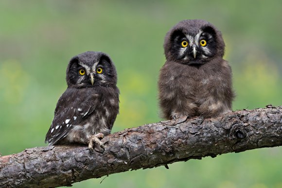 Civetta capogrosso - Boreal owl (Aegolius funereus)