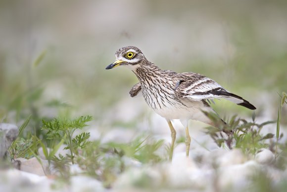 Occhione - Stone Curlew