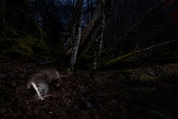 Lontra europea - Eurasian otter (Lutra lutra)