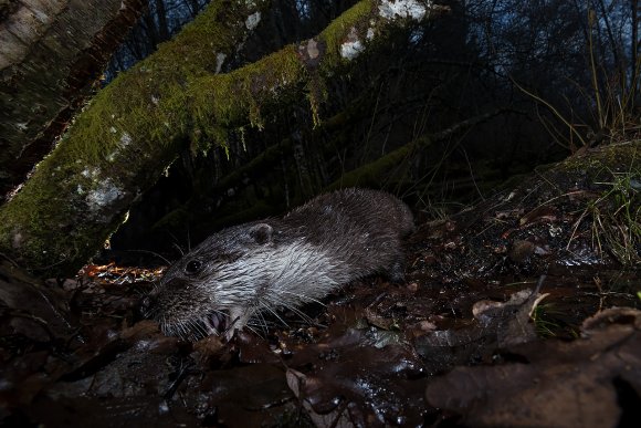 Lontra europea - Eurasian otter (Lutra lutra)