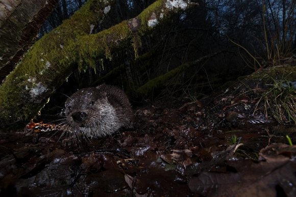 Lontra europea - Eurasian otter (Lutra lutra)